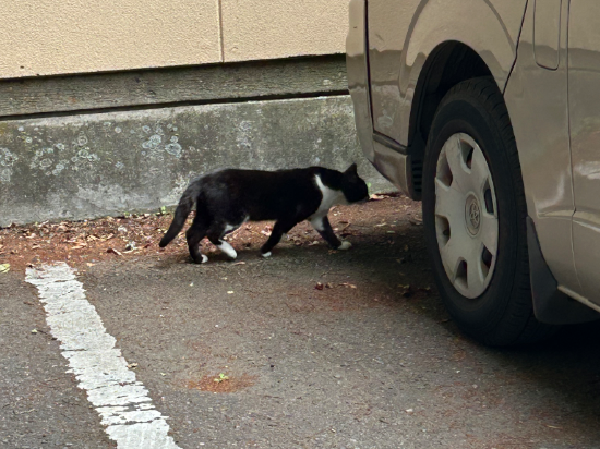 筑波山 江戸屋 クーポン