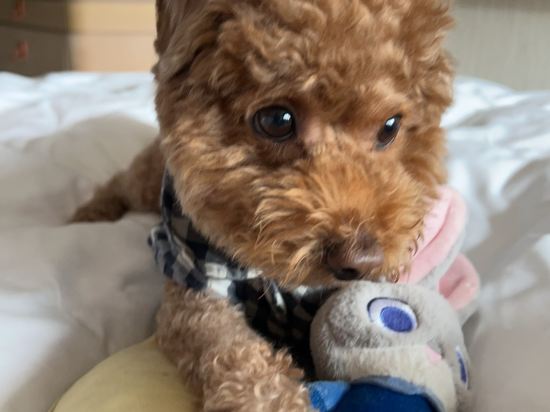 洲至奢選香港WM飯店優惠