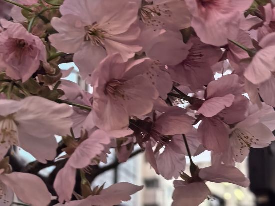 澀谷東急住宿酒店優惠