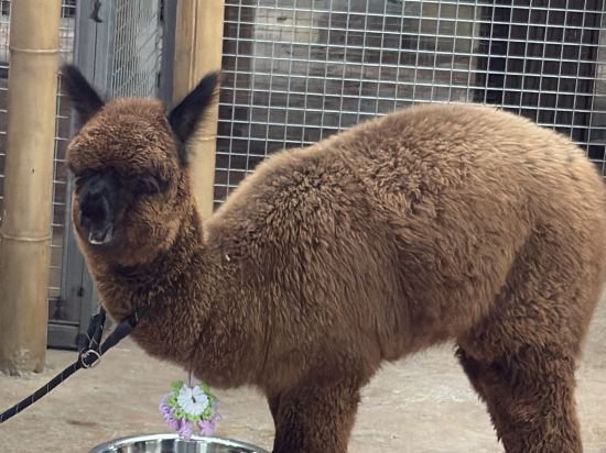 杭州開元森泊度假酒店優惠