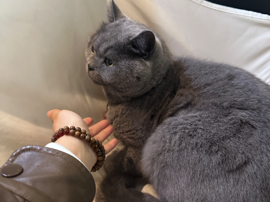 成都茉莉國際青年旅舍（春熙路太古裡店）優惠