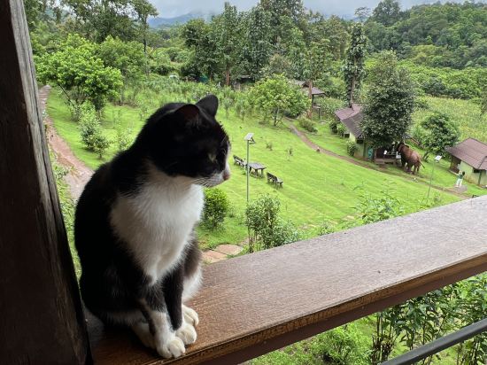 清邁大象之友酒店優惠