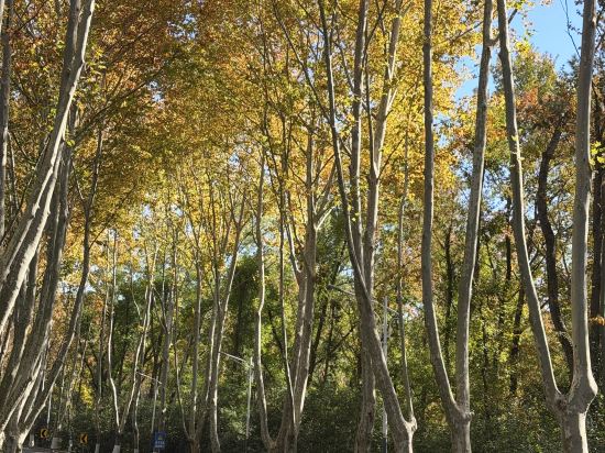秋果酒店（深圳車公廟上沙地鐵站店）優惠