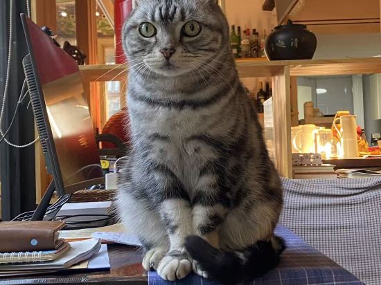 玉龍善哉善哉精緻客棧優惠