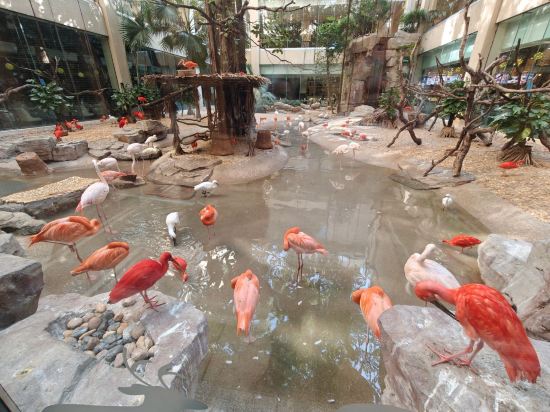 長隆酒店（廣州長隆野生動物世界店）優惠