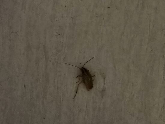 雅加達萬隆皇家酒店優惠