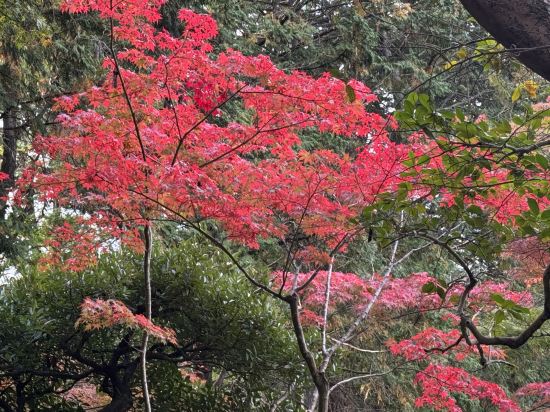 京都寶池皇家王子傲途格精選飯店優惠