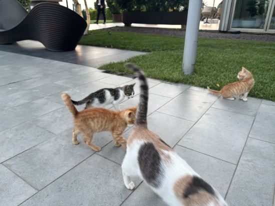 伊斯坦堡皇冠假日酒店優惠