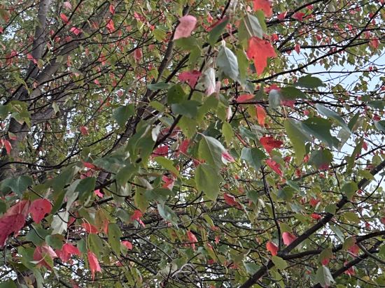 康奈爾大學斯塔特勒酒店優惠