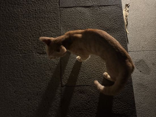 峇裡島阿雅娜度假飯店優惠