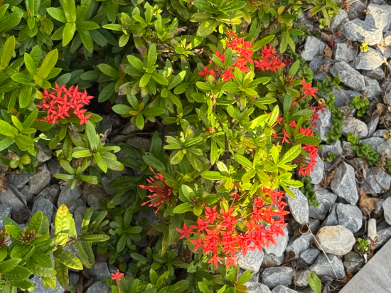 ホテルカクテルステイナハ クーポン