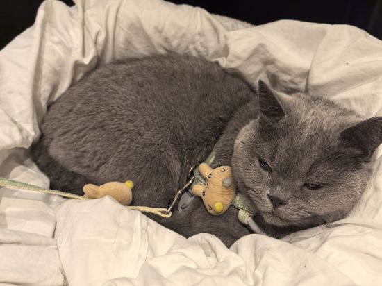 成都茉莉青年旅舍優惠