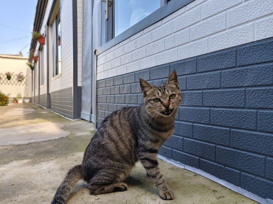 多倫吉嘉賓館優惠