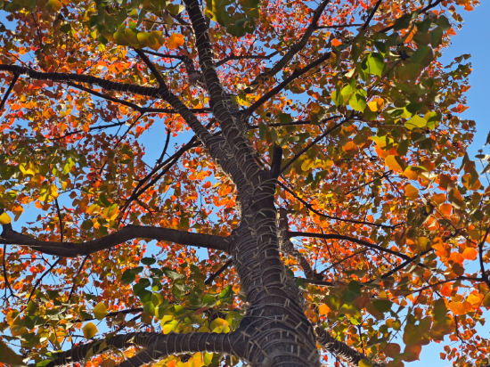 長興開元名都大酒店優惠