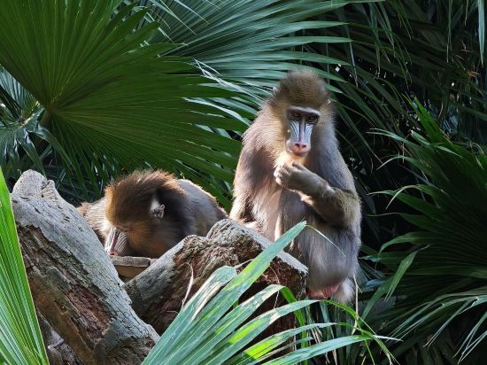 長隆酒店（廣州長隆野生動物世界店）優惠