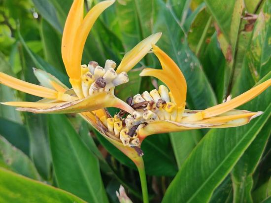 艾斯瑞酒店 （SHA Certified）優惠