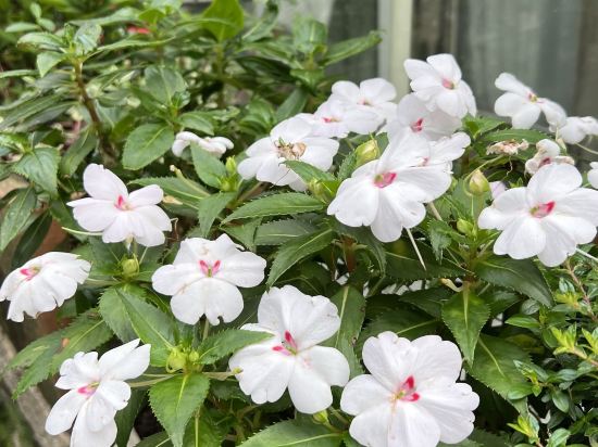 深圳6號花園酒店優惠