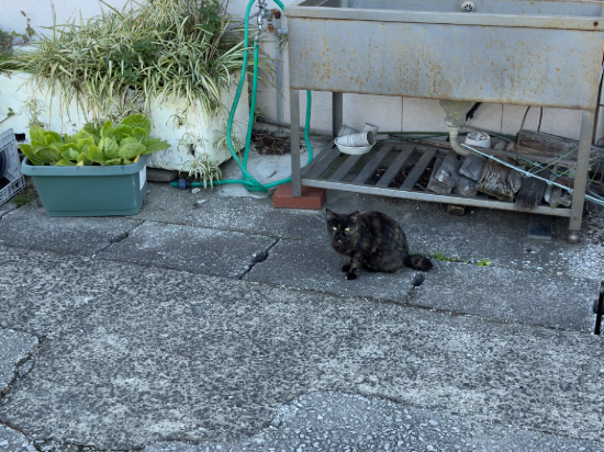 旅館　有明荘 クーポン