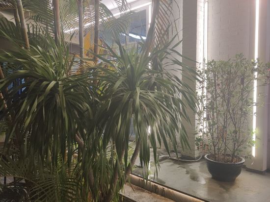 蕉葉民宿（三亞免税城店）優惠