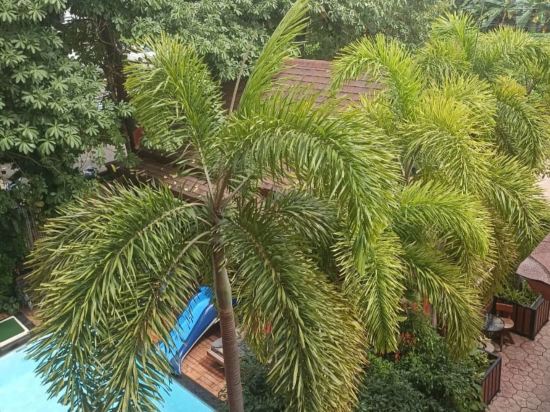 蘭花度假村優惠