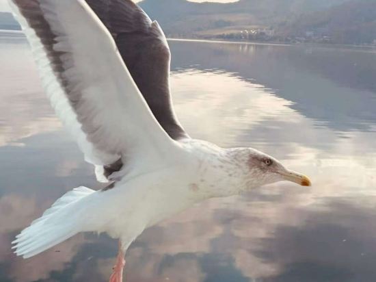 洞爺湖畔亭飯店優惠