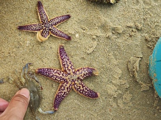威尼斯維也納酒店優惠