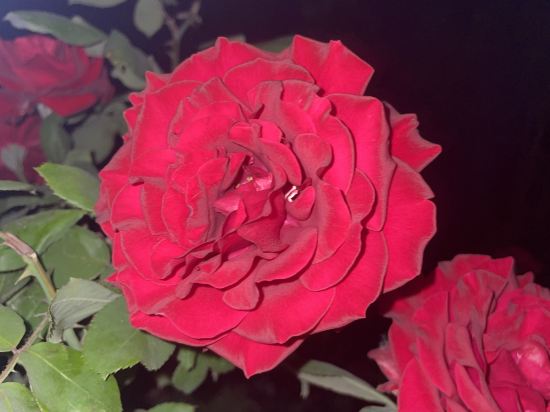 雪蘭莪士拉央美居酒店優惠