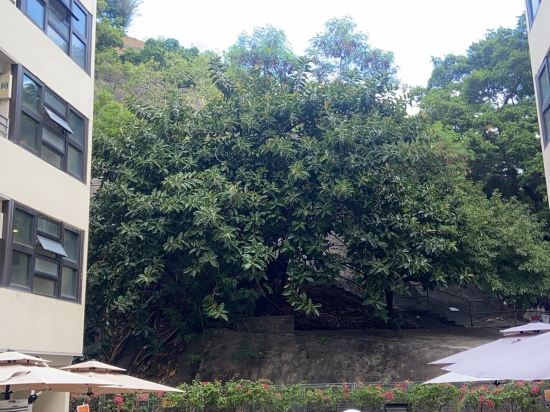 YHA美荷樓青年旅舍優惠