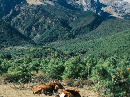麗江石頭厝雪山度假飯店優惠