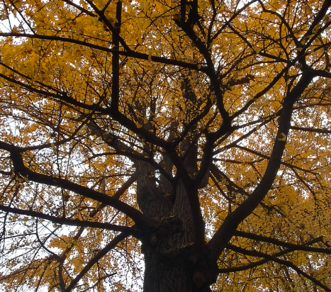 成都鯉伴公寓（文殊院店）優惠