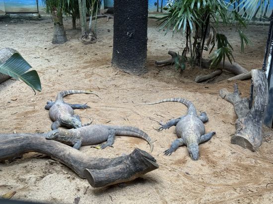 長隆香江酒店（廣州長隆野生動物世界店）優惠