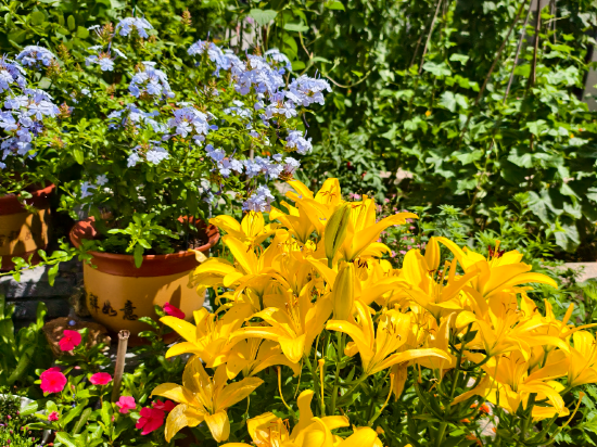 多倫吉嘉賓館優惠