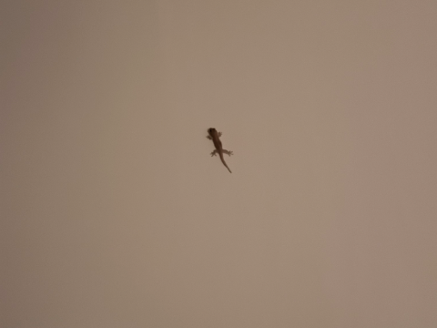 ワンスイート ザ テラス クーポン