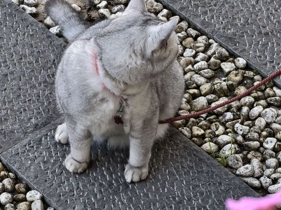 大理藍棲客棧優惠