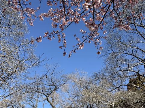 東京京王廣場酒店優惠