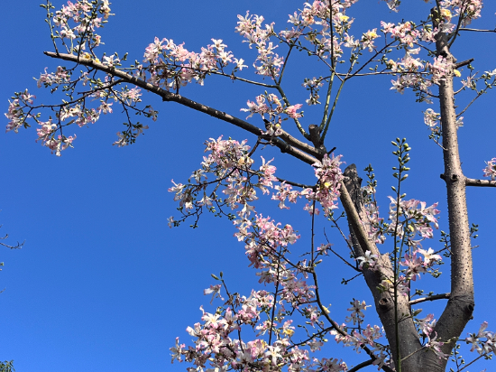 花度影院西街飯店優惠