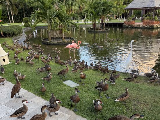 加勒比豪華公主海灘度假全包酒店優惠