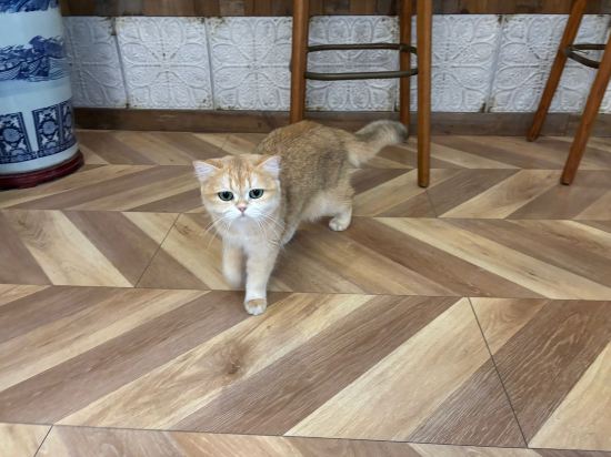 無它老洋房1929酒店（青島海底世界店）優惠