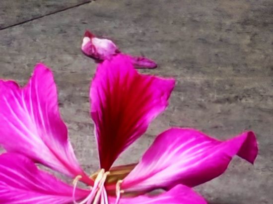 深圳光明中集行政飯店優惠