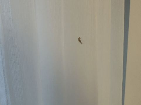 黃金海岸狂想曲度假村優惠