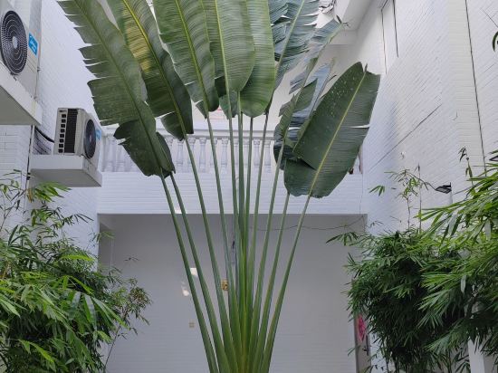 蕉葉民宿（三亞免税城店）優惠