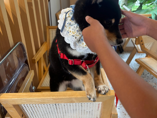 犬禾民宿（珠海斗門御溫泉店）優惠