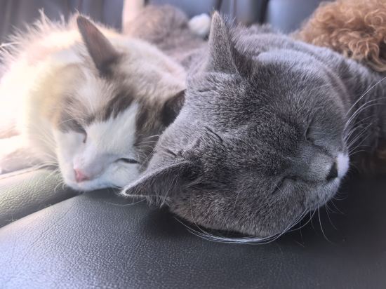 麗楓酒店（清遠市政府新城汽車站店）優惠