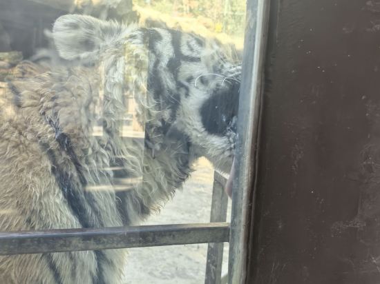 南京紫清湖温泉度假酒店優惠