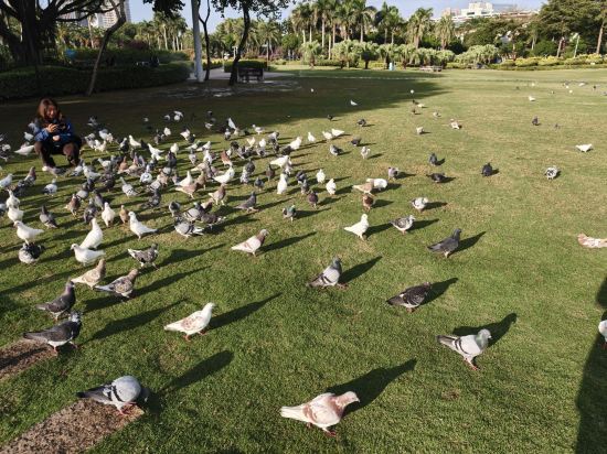 廈門天鵝大酒店優惠