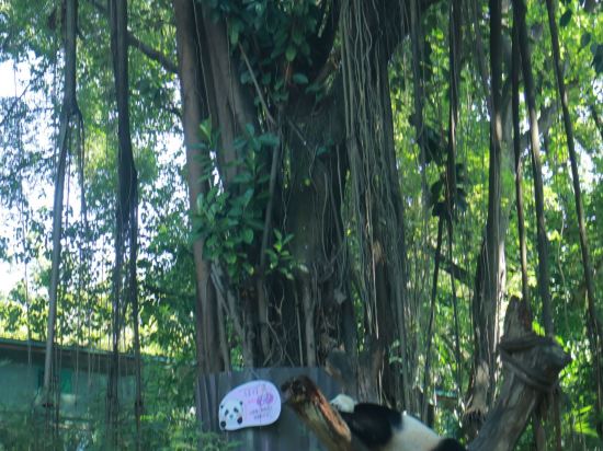 長隆香江酒店（廣州長隆野生動物世界店）優惠
