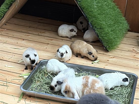 杭州開元森泊度假酒店優惠