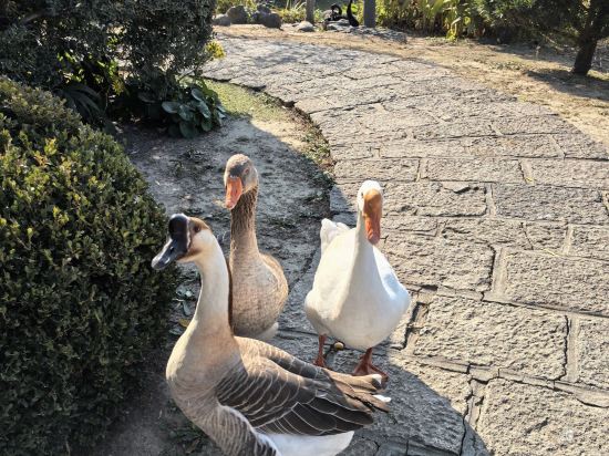 上海西郊賓館優惠