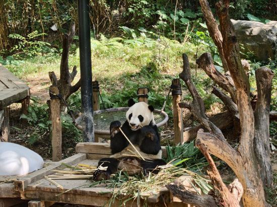 長隆酒店（廣州長隆野生動物世界店）優惠
