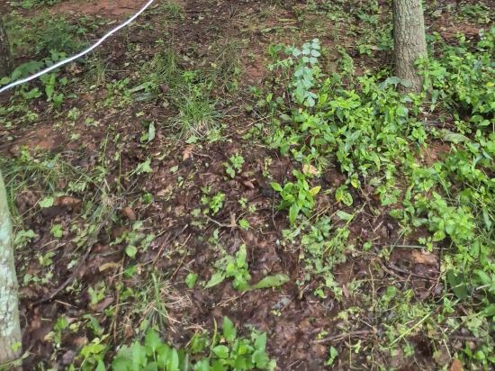 Daegu Hyeonpung Hong C 쿠폰